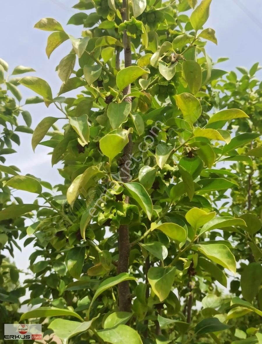 Honaz Kaklık Satılık Tarla Erkuş Gyo Dan Denizli Honaz Kaklik Takasa Açık Firsat Arazi