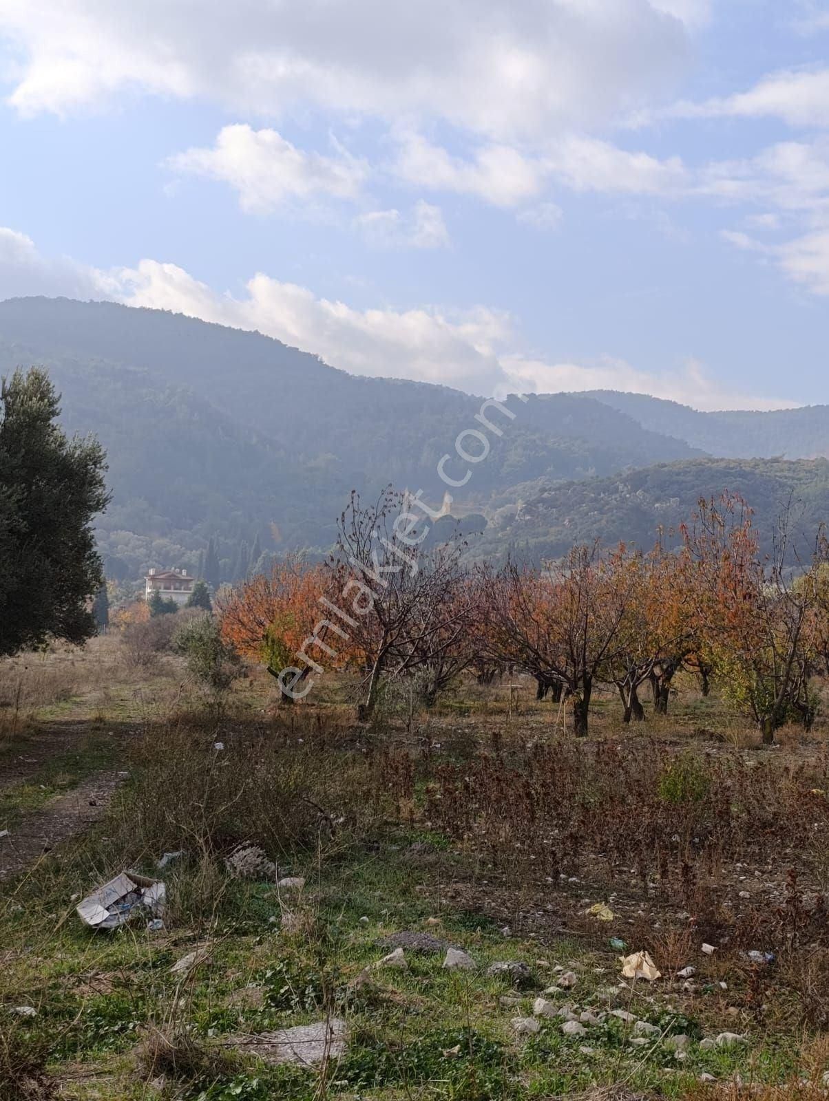 Kemalpaşa Kızılüzüm Satılık Bağ & Bahçe Yola Cepheli, Bağ Evi Olan Ekili Bahçe