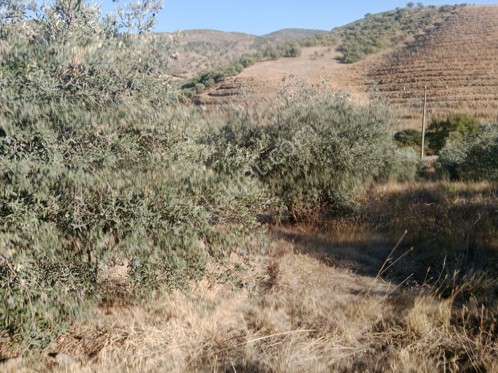 Manisa Salihli İsmetiye Satılık Zeytinlik - Görsel 5