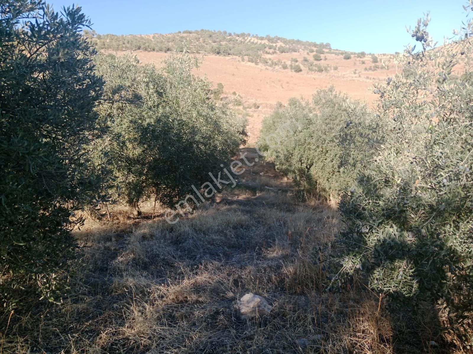 Manisa Salihli İsmetiye Satılık Zeytinlik - Görsel 2