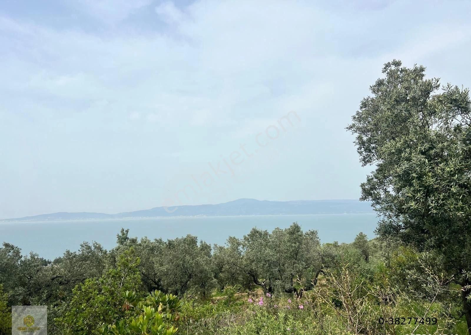 Bursa Mudanya Kumyaka Mahallesinde Villalar Yakını Satılık Zeytinlik - Görsel 4