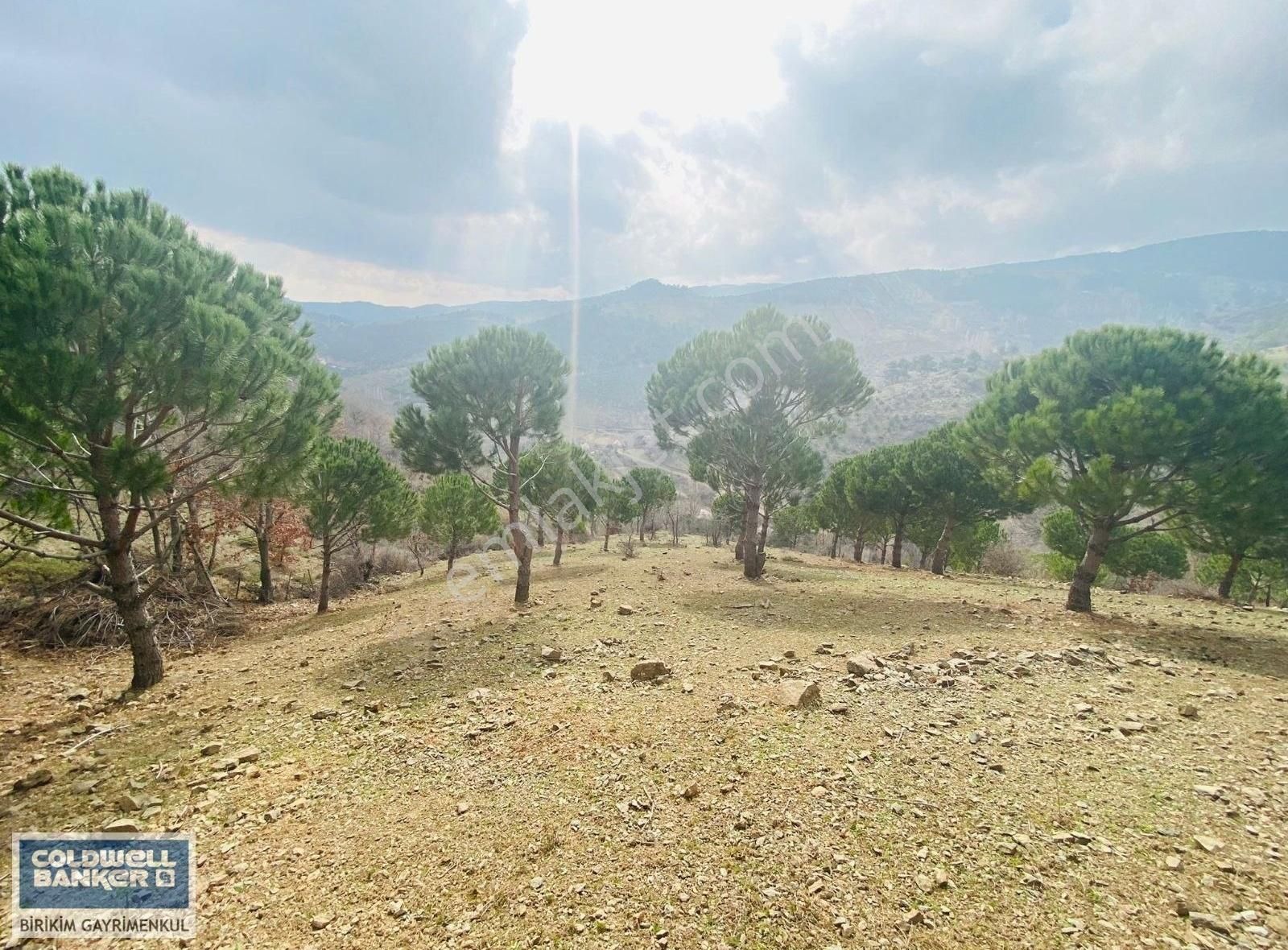 Bergama Oruşlar Satılık Tarla İzmir Bergama'da Denize 1 Saat Mesafede Yol Ustu 3050m2 Çamlık