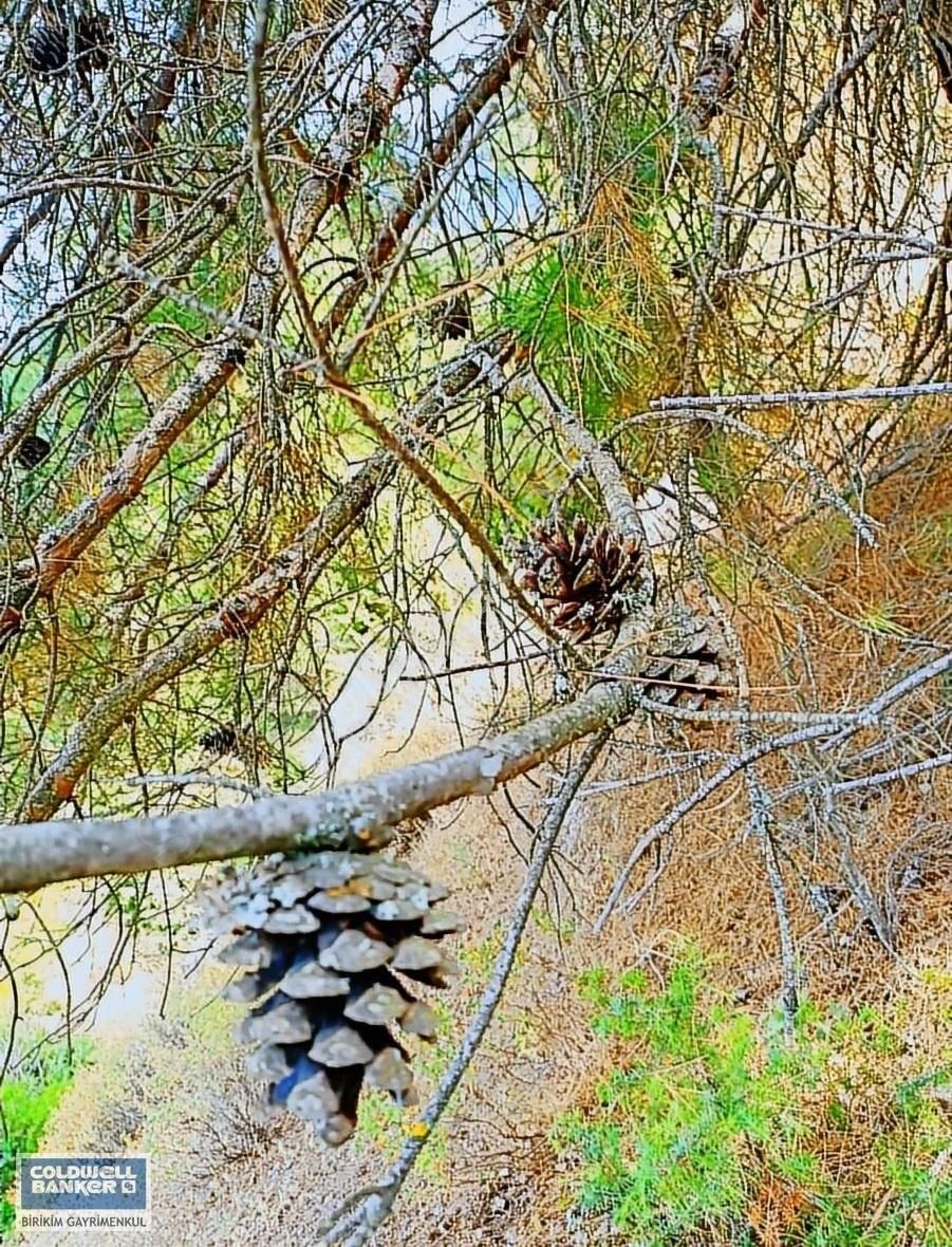 Büyükorhan Geynik Satılık Tarla Bursa'da Kamp Ve Hobi Amaçlı 12.000 M2 Çam Ormanı (tarla)