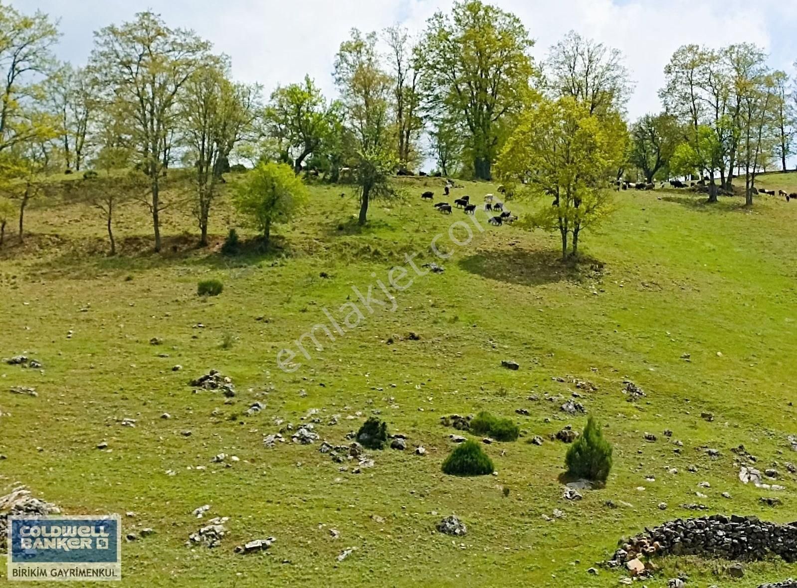 Büyükorhan Sarnıç Satılık Özel Kullanım Bursa'da Harika Doğa İçinde 11.780 M2 Yatırımlık Çiftlik Arazisi