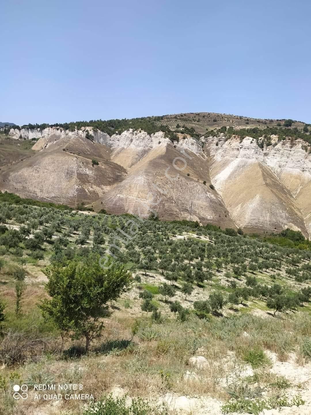 Babadağ Gazi Satılık Zeytinlik Denizli Babadağ Satılık Zeytinlik