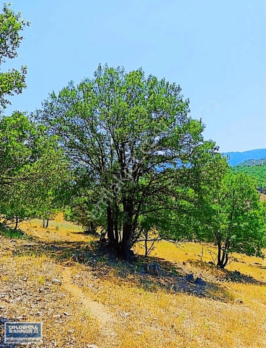 Sındırgı Bulak Satılık Tarla Balıkesir'de D240 Karayolu Dibinde Yetiskin Meşeli 1145 M2 Arazi