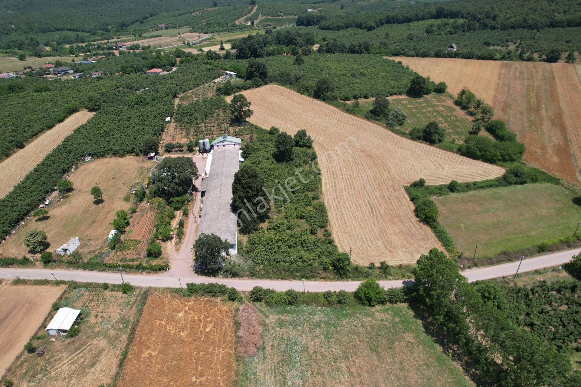 Söğütlü Yeniköy'de Asfalta Cepheli 3.300 M2 Güzel Konumda Bahçe - Görsel 23