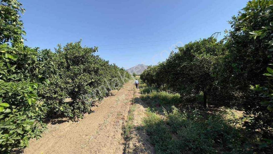 Kuyucak Çobanisa Satılık Bağ & Bahçe Aydın Kuyucak Satılık Meyve Tarlası