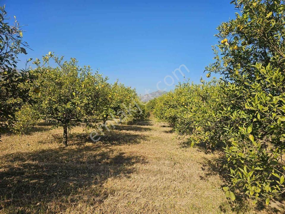 Kuyucak Çobanisa Satılık Tarla Aydın Kuyucak Satılık Tarla