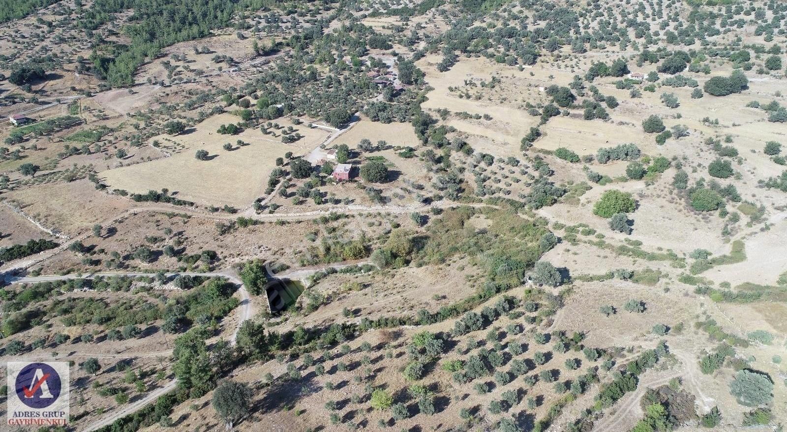 Güzelbahçe Çamlı Satılık Bağ & Bahçe Güzelbahçe Çamlı'da Kelepir Deniz Manzaralı Zeytinlik Ve Bağ