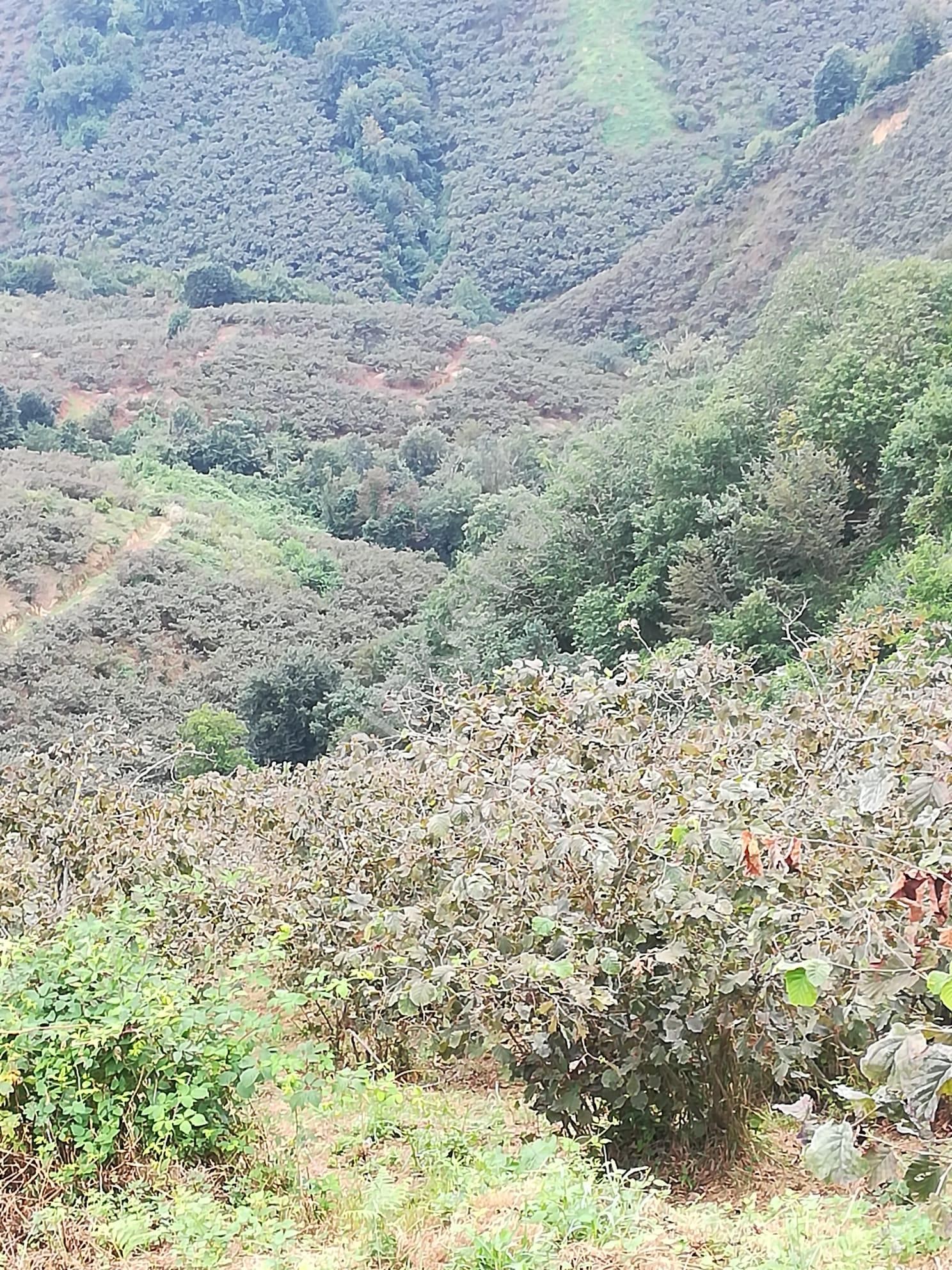 Bulancak Burunucu Köyü (Orta Dikmen) Satılık Bağ & Bahçe Hasan Hüseyin İnanç Emlaktan Burunucunda İçinde Ev Olan 12 Dönüm Bahçe