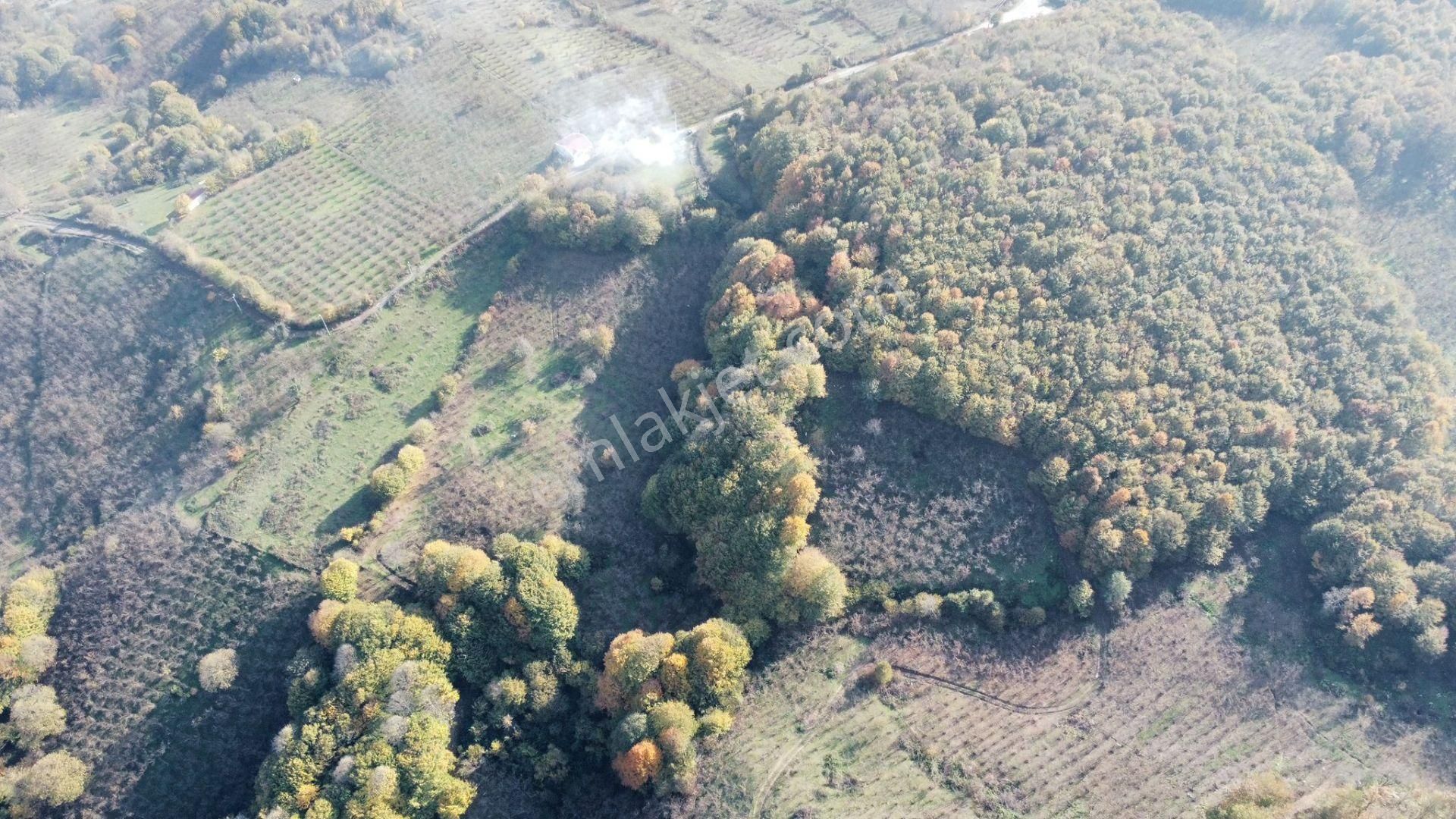 Düzce Merkez Asar Köyü (Merkez) Satılık Tarla Remax Palas'tan Düzce Merkez Asar Köyünde Satılık Fındıklık