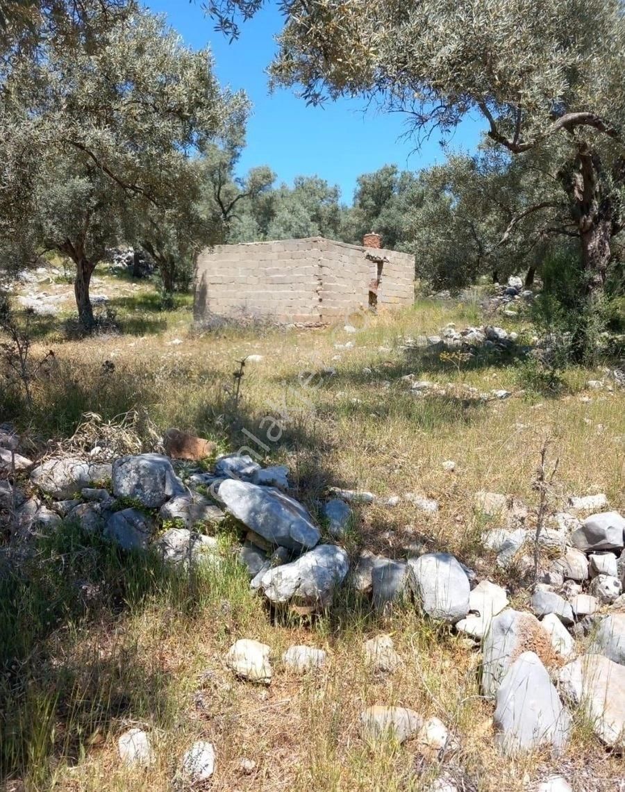 Milas Kalınağıl Satılık Zeytinlik Milas Kalınağıl Köyü'nde Kargir Dam Ve Zeytinlik