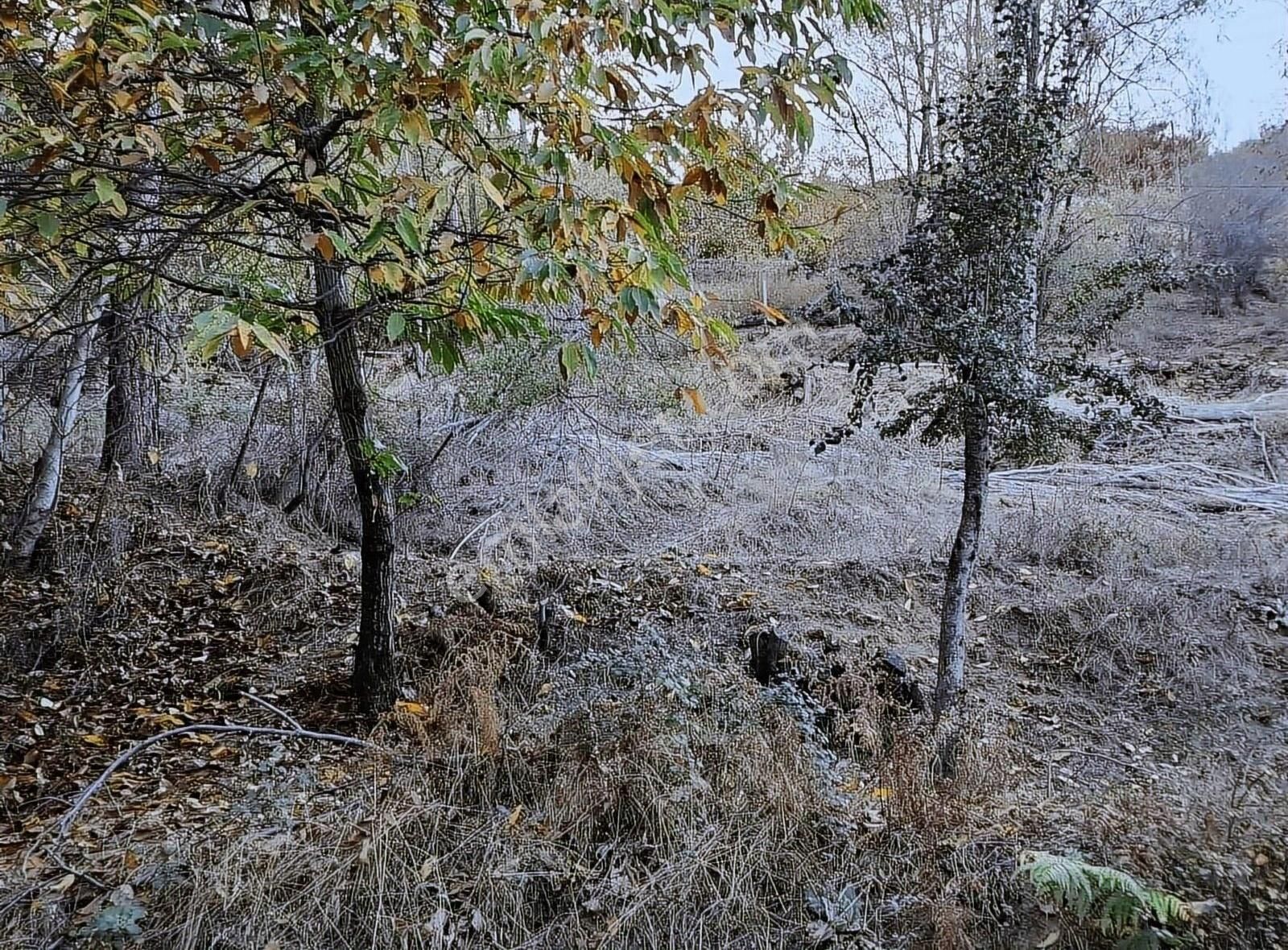 Babadağ Yeniköy Satılık Bağ & Bahçe Babadağ Yeni Köy Yaylasında Satılık Bahçe