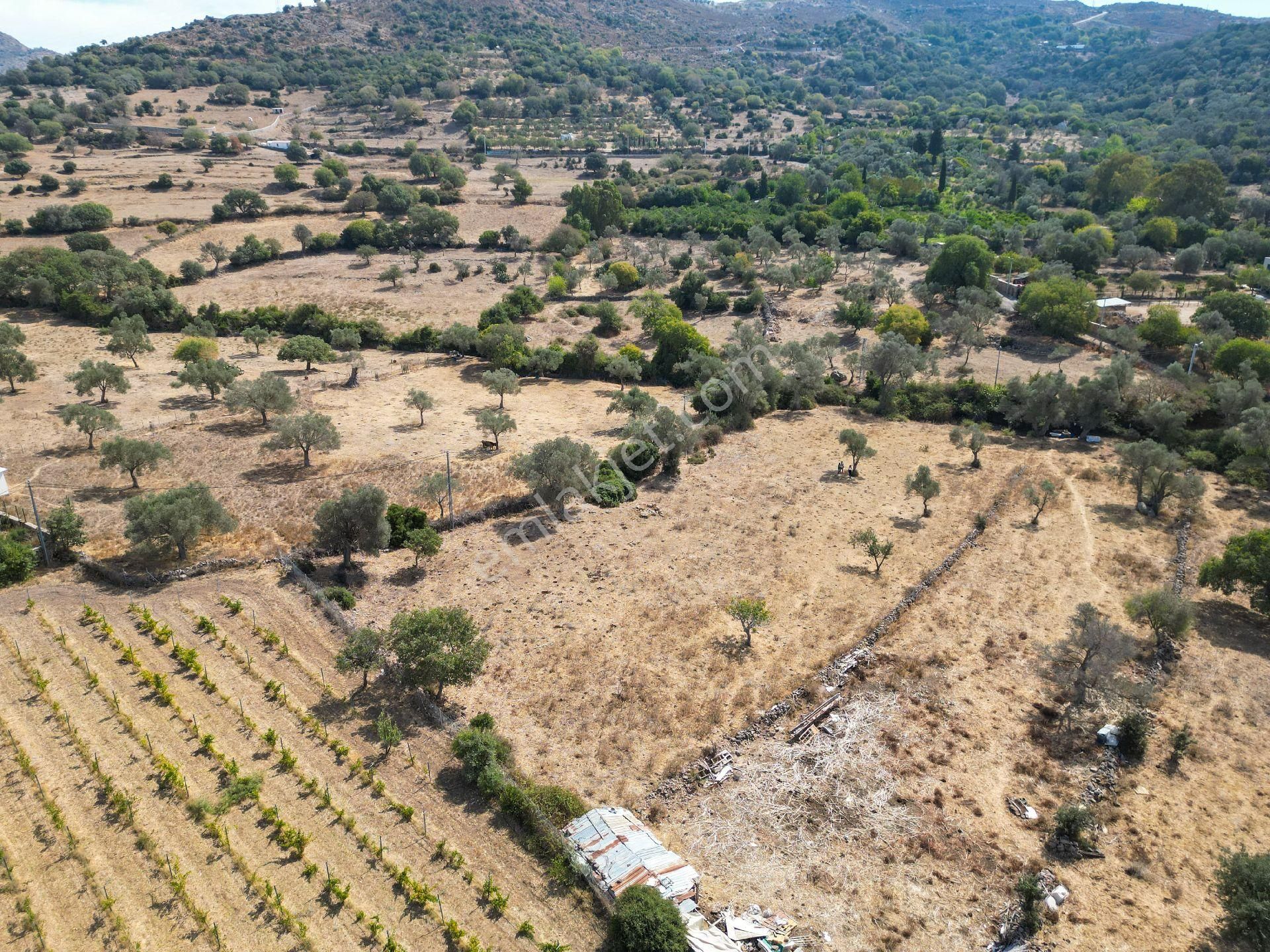 Bodrum İslamhaneleri Satılık Bağ & Bahçe Turgutreis'te Deniz Manzaralı Kooperatif Hissesi