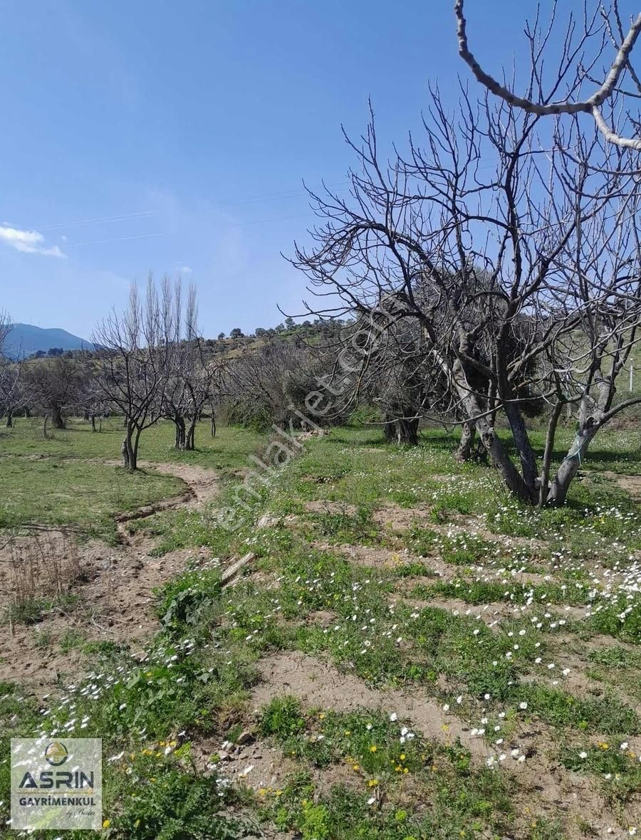 Aydın Germencik De 17 Dönüm İçerisinde Evi Olan Satılık Bağ - Görsel 14