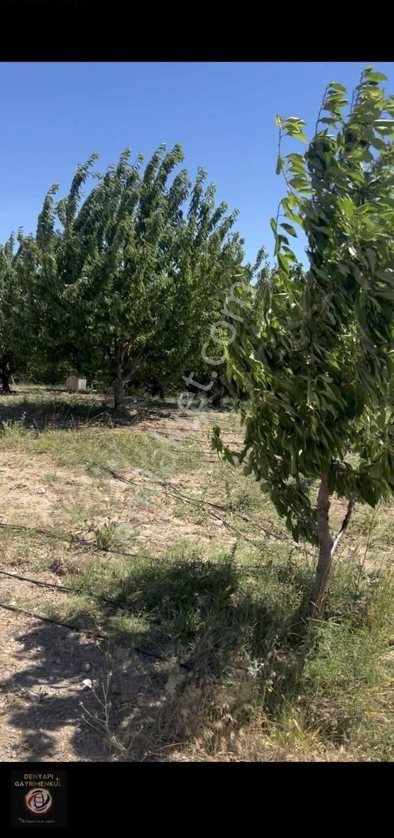 Uluborlu İleydağı Köyü Satılık Bağ & Bahçe Keçiborlu,uluborlu Ana Yolu Üzeri Yola Cephe Kiraz Bahçesi