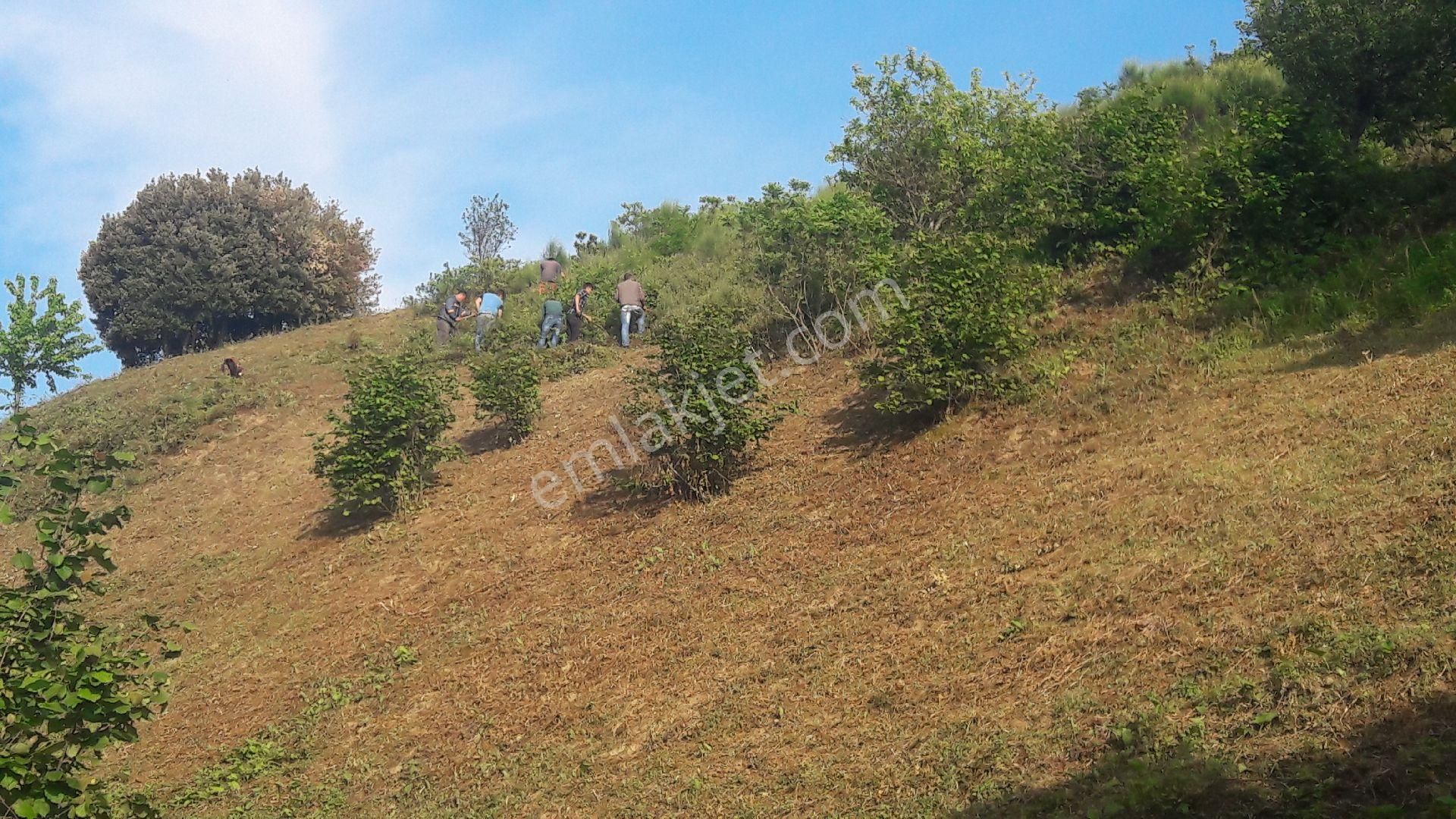 Yazlık Turistik Arazi - Görsel 21