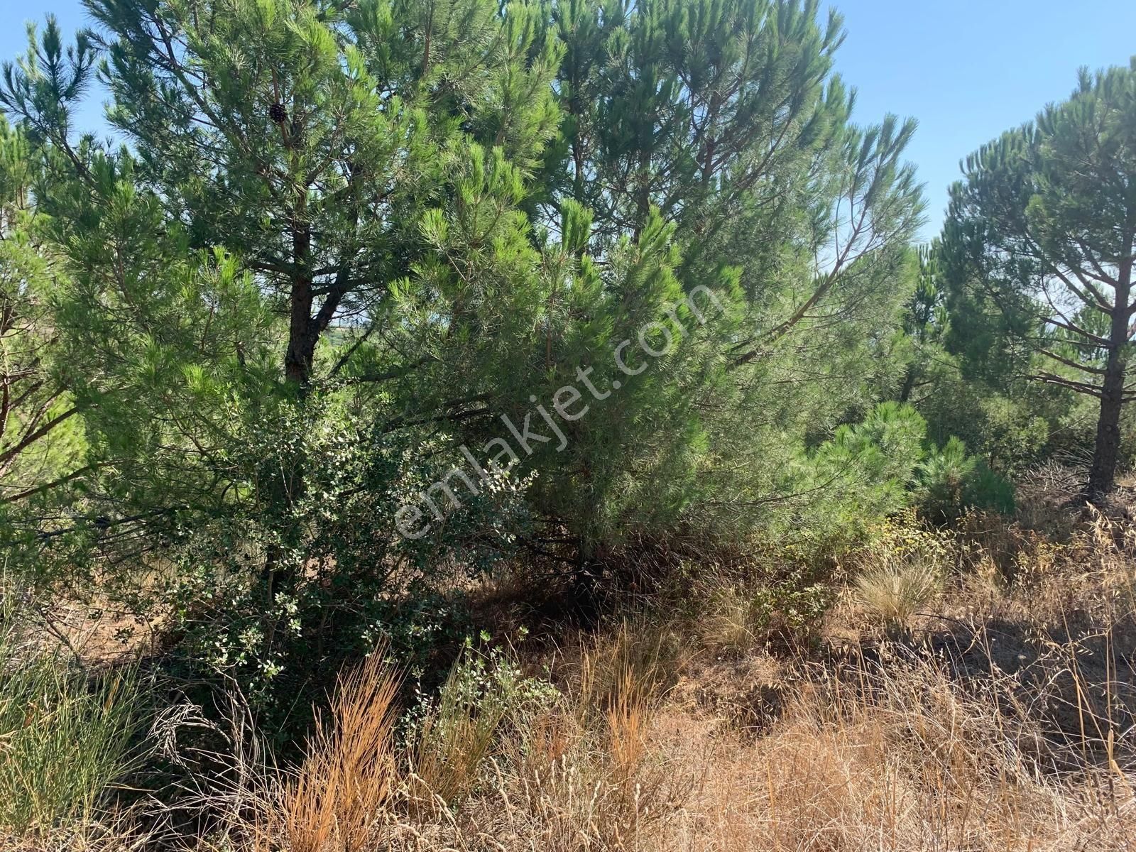 Yenişehir Barcın Satılık Tarla Sahibinden Satilik Birdönum Tarla Yenişehirde