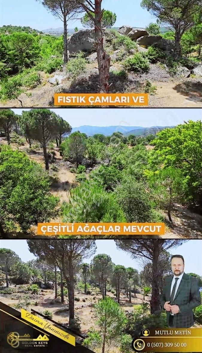 Bergama Çamavlu Satılık Tarla Bergama Kozakta Satılık Kaçırılmayacak Fırsat Çam Fıstıklı Tarla