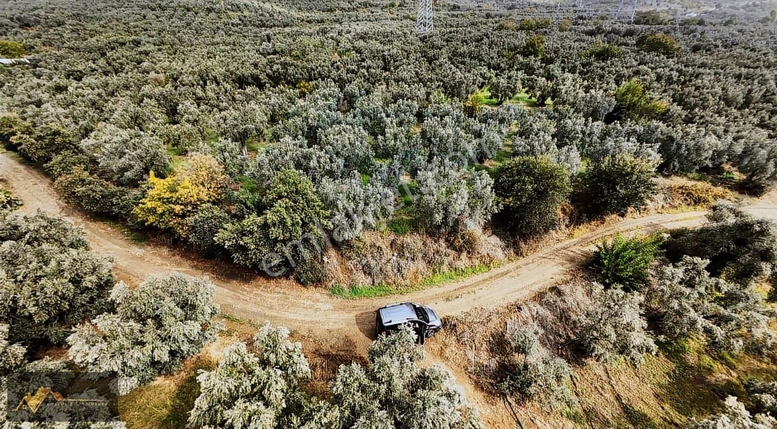 Orhangazi Üreğil Satılık Zeytinlik (palmiye Gayrimenkul) Orhangazi Üreğil Köyünde Bakımlı Zeytinlik