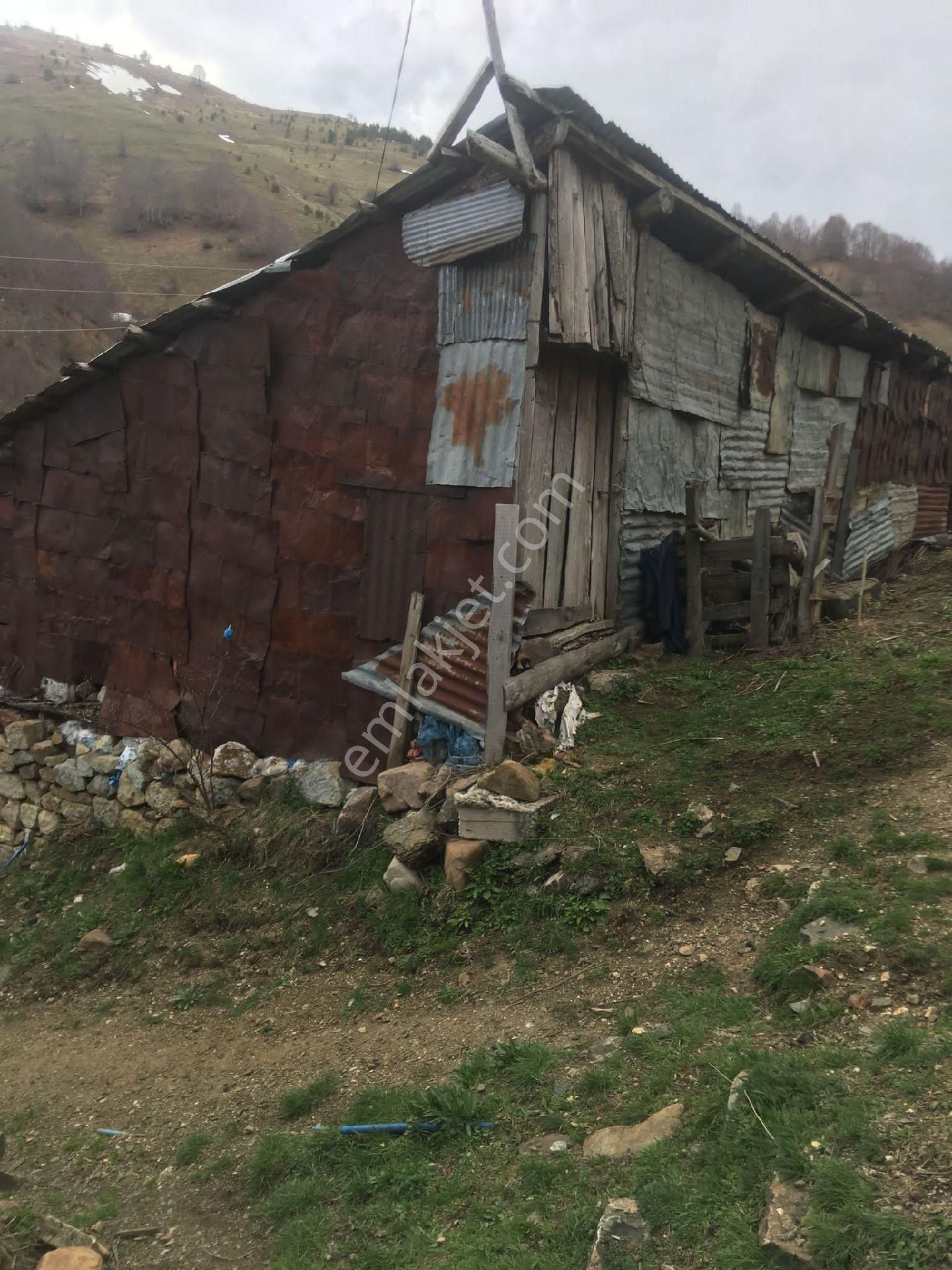 Giresun Alucra Cakrak Yeniköy Satılık - Görsel 2