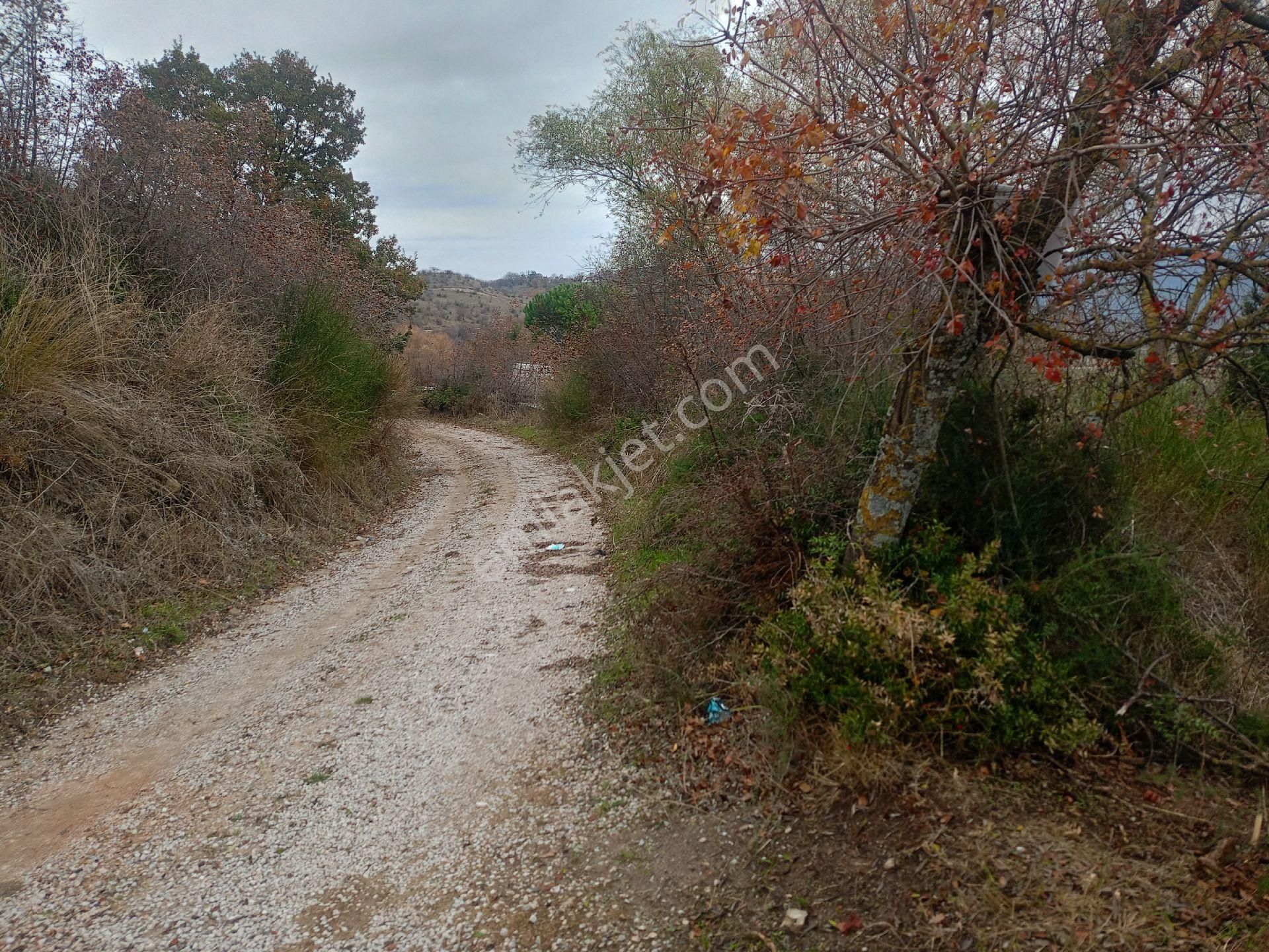 Susurluk Sultaniye Satılık Tarla Hobi Bahcesi Besi Ciftligi Cevizlik Ve Benzerlerini