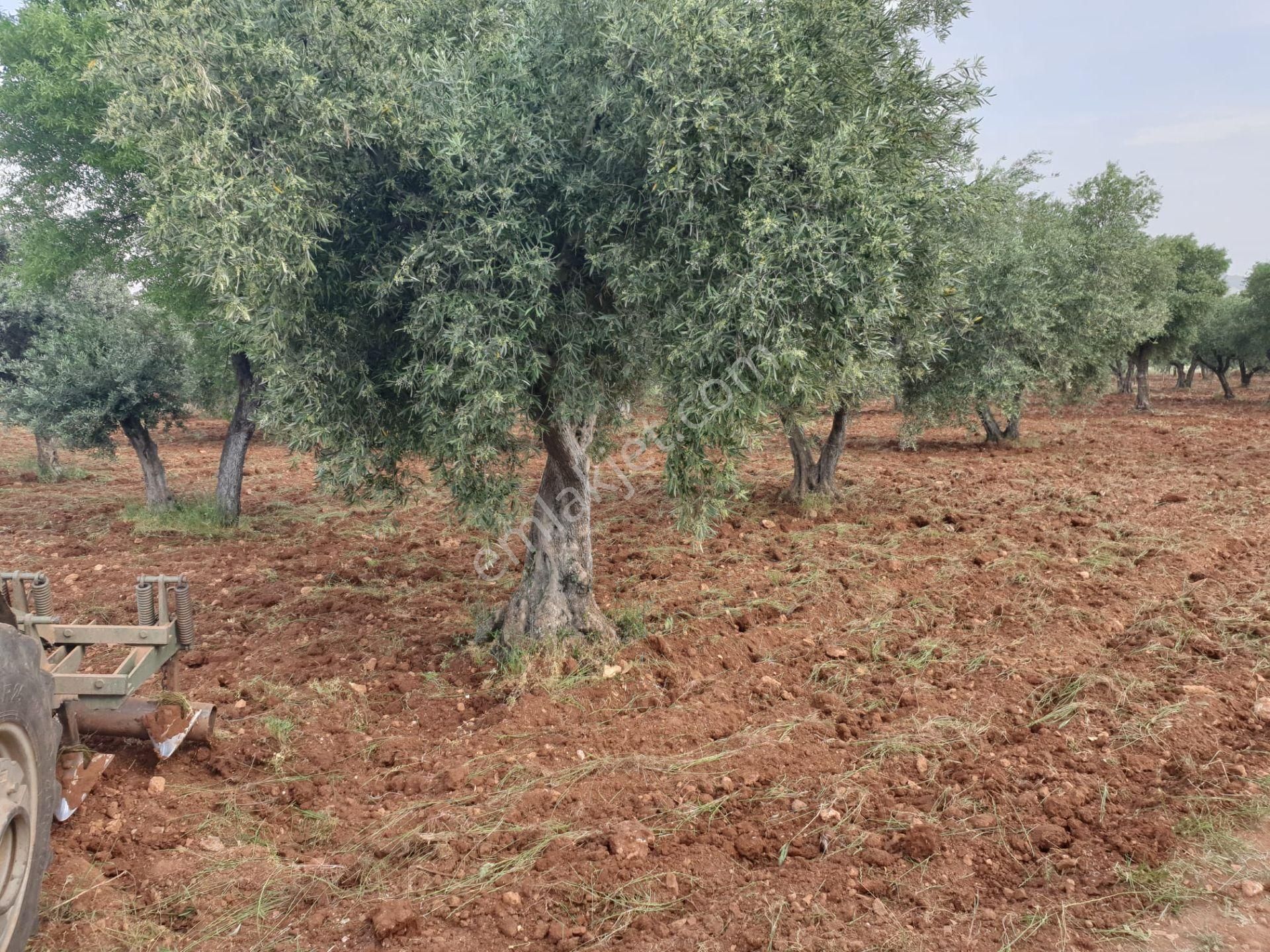 Oğuzeli Gürsu Satılık Zeytinlik Oğuzeli Gürsu Mahallesinde Satılık 2 Hisseli Zeytinlik Arsa