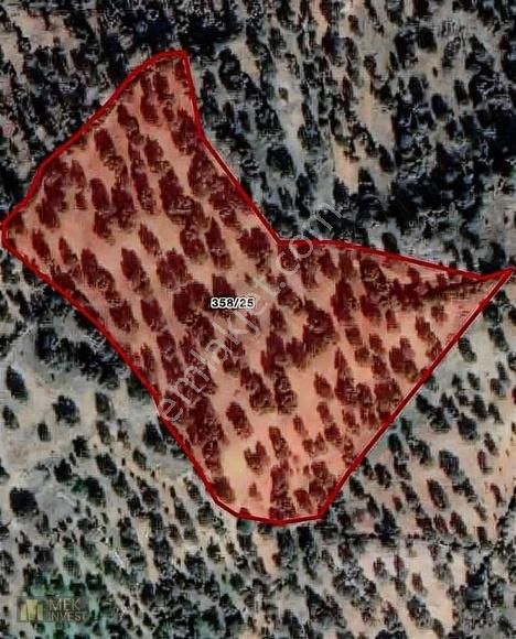 Bergama Zeytindağ Da 14 635m2 Zeytinlik - Görsel 3