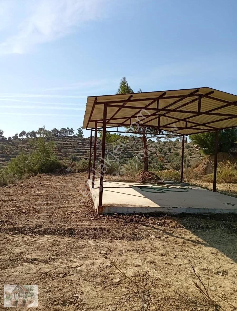 Abibo'dan Satılık Seferhisar Turabiyede Zeytinlik - Görsel 10