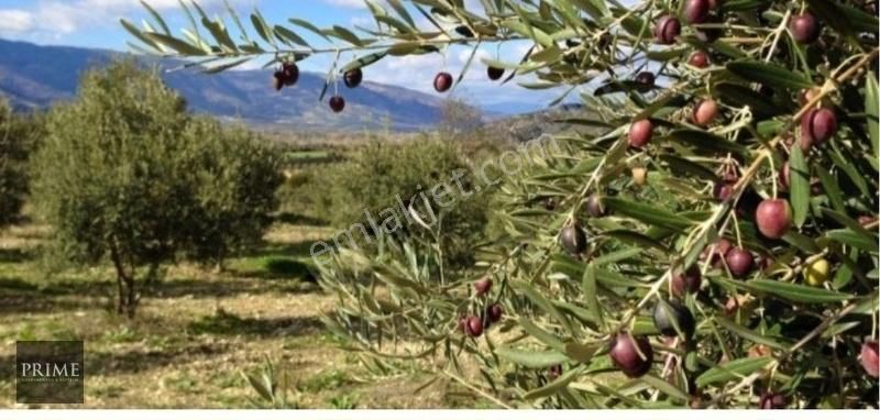 Selçuk Gökçealan Satılık Tarla Gökçealan Köyünde Satılık Zeytin Tarlası