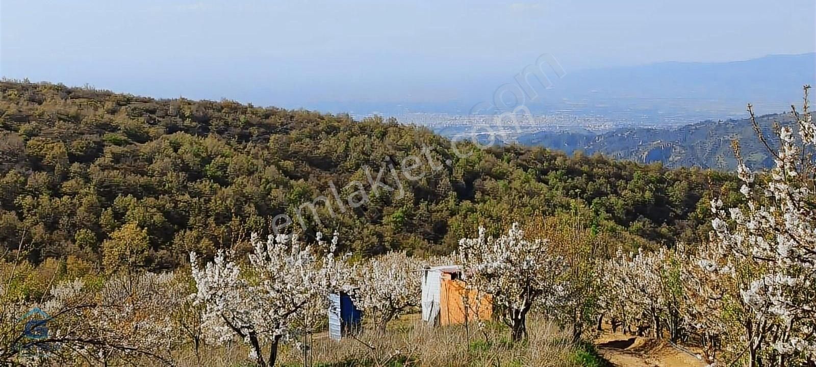 Turgutlu Kayrak Satılık Bağ & Bahçe 2500 M2 Yetişkin Kiraz Bahçesi Yerleşime Yakın & Takas Açık