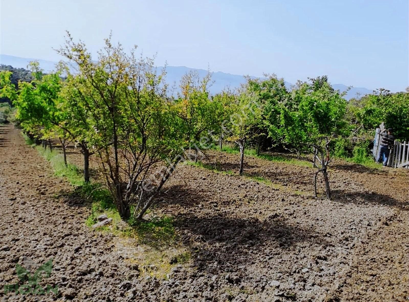 Menemen Görece Satılık Tarla Menemen Görece'de Satılık Meyve Ve Zeytin Bahçesi