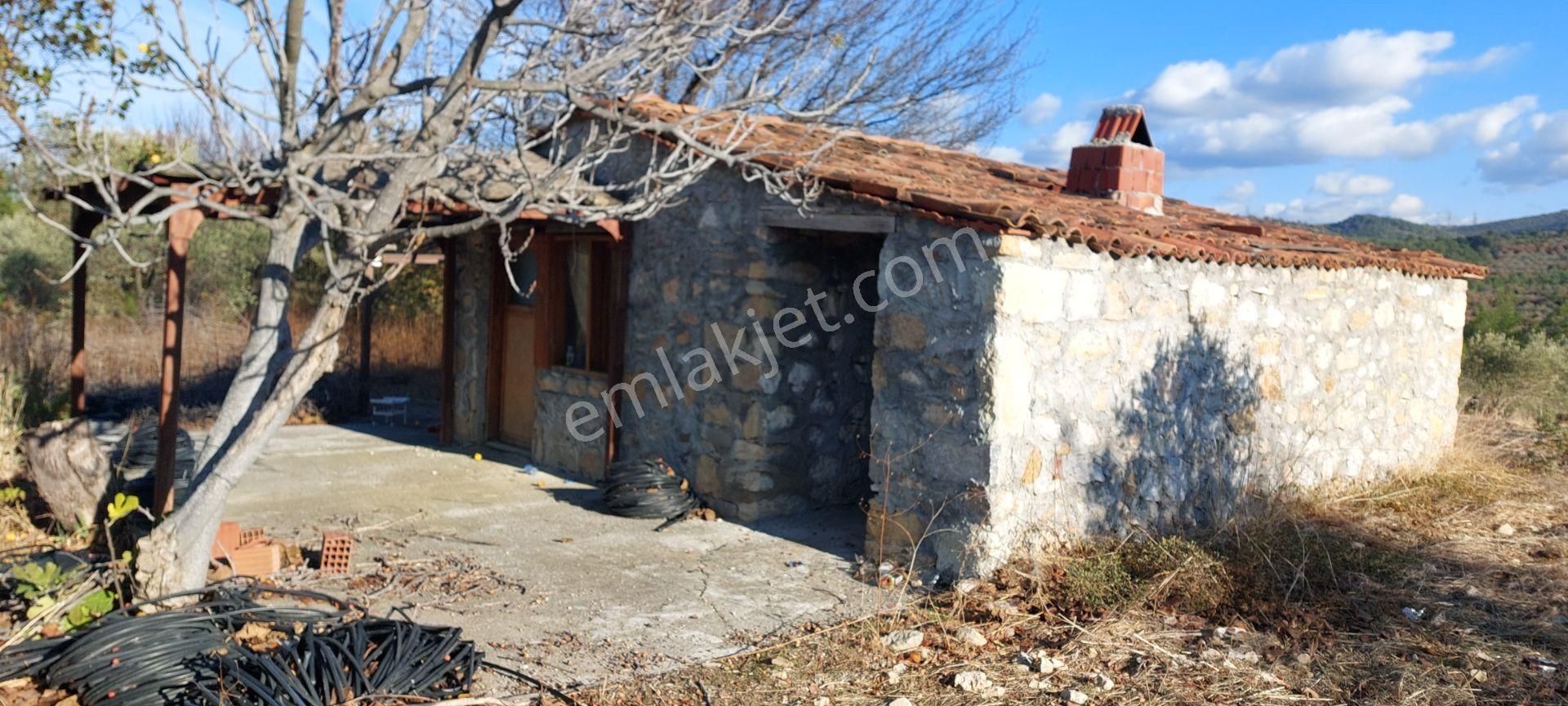 Bergama Koyuneli Satılık Zeytinlik Afacan Dan Çit İle Çevrili Taş Binası Olan Satılık Zeytinlik