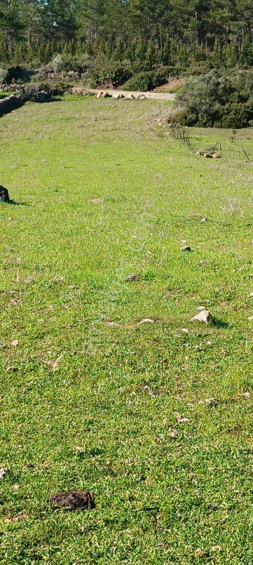 Bodrum Yeni Köy De Satilik Zeytinli Tarla - Görsel 2