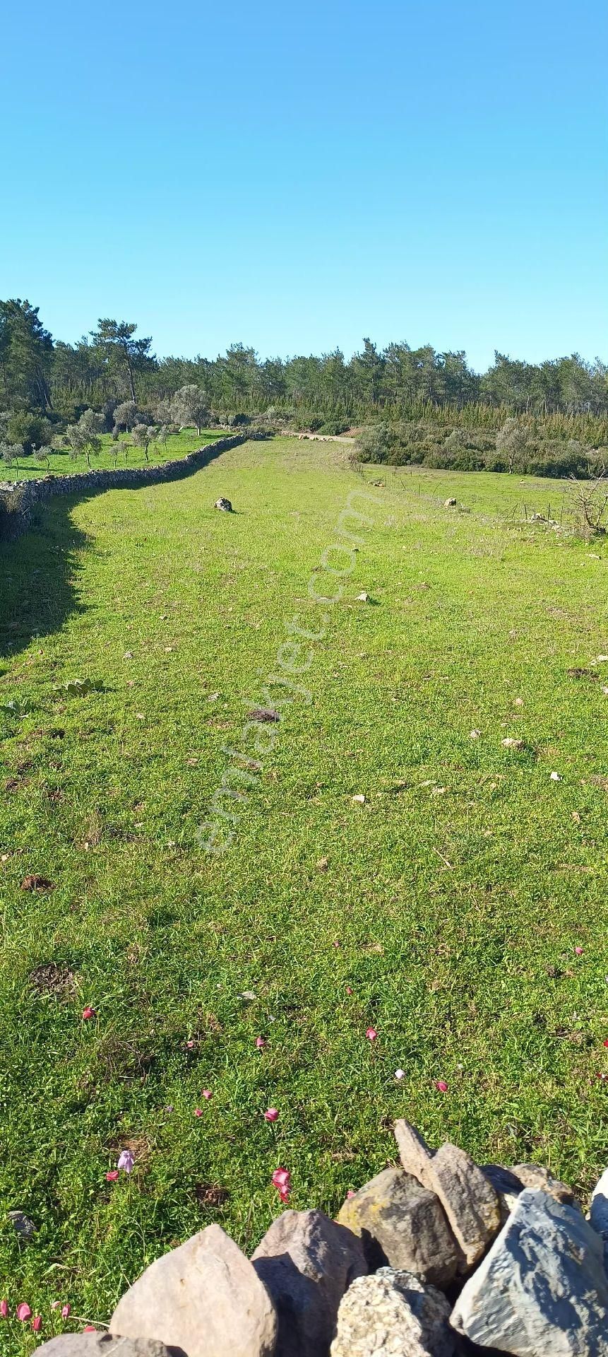 Bodrum Yeni Köy De Satilik Zeytinli Tarla - Görsel 3