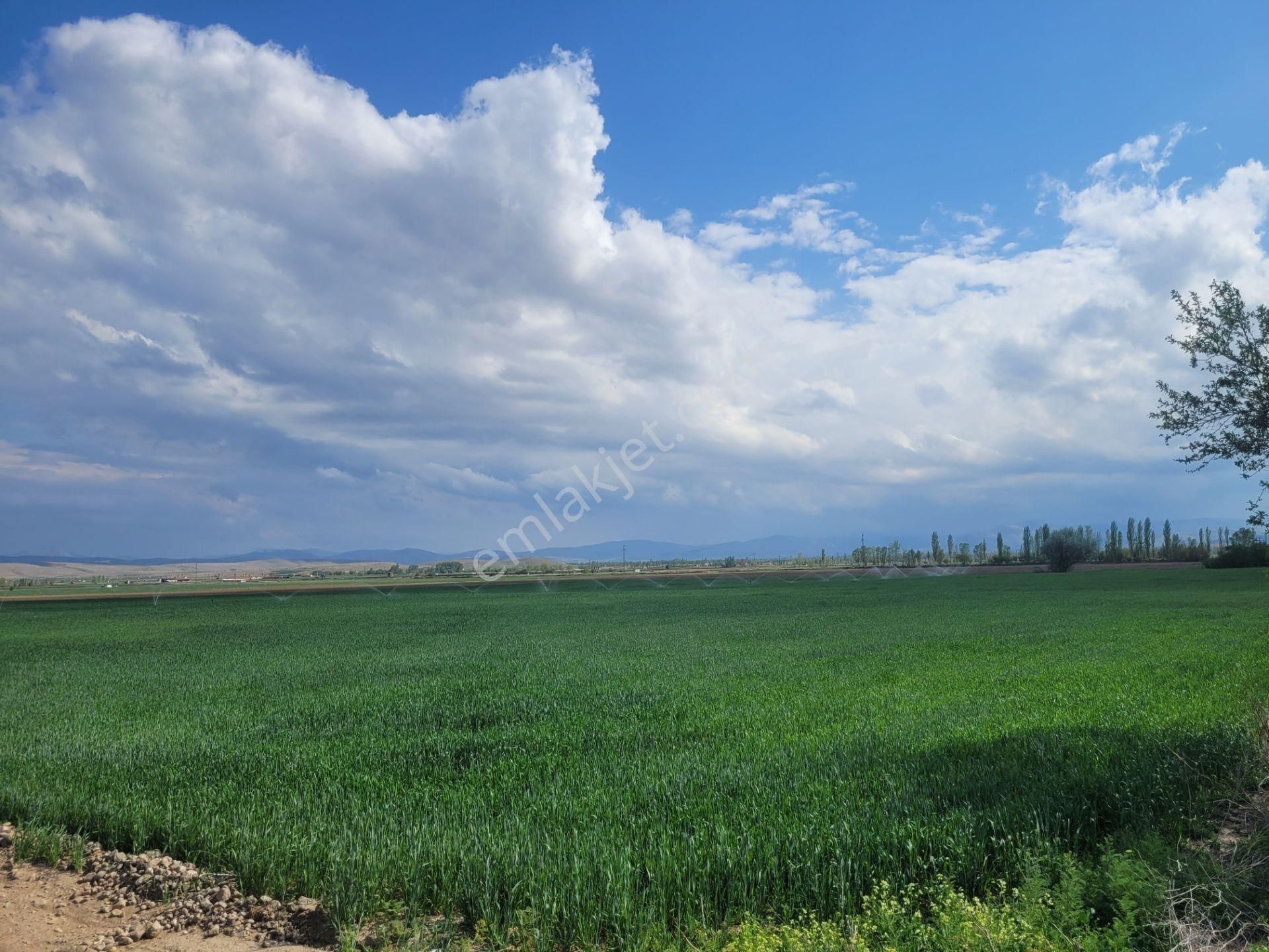 İlbey // Şuhut Ağzıkara-çökek Mevkinde 34.559 M² Tarla - Görsel 14