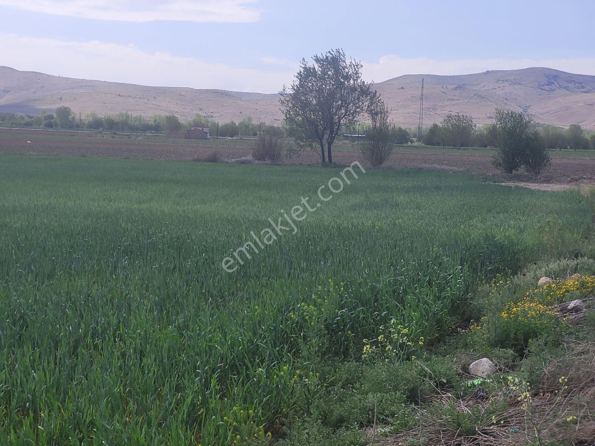 İlbey // Şuhut Ağzıkara-çökek Mevkinde 34.559 M² Tarla - Görsel 11