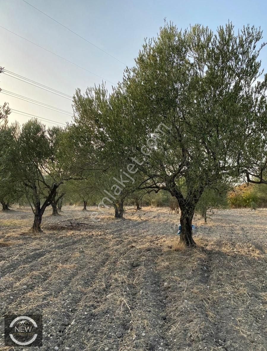 New Gyo 'dan Çavdır Köyü Kupon 1.680 M2 Satılık Zeytinlik - Görsel 4