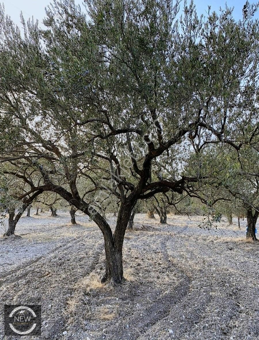 New Gyo 'dan Çavdır Köyü Kupon 1.680 M2 Satılık Zeytinlik - Görsel 6