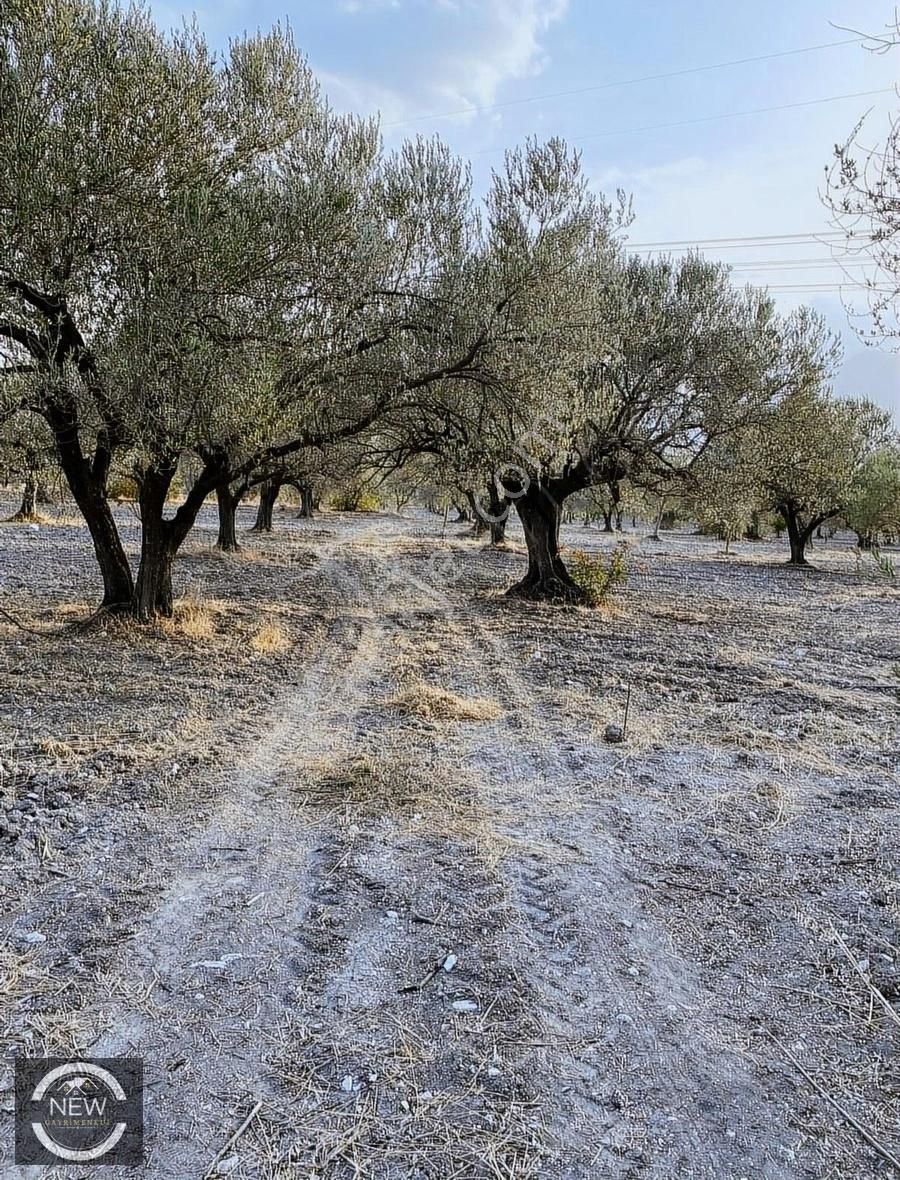 New Gyo 'dan Çavdır Köyü Kupon 1.680 M2 Satılık Zeytinlik - Görsel 3