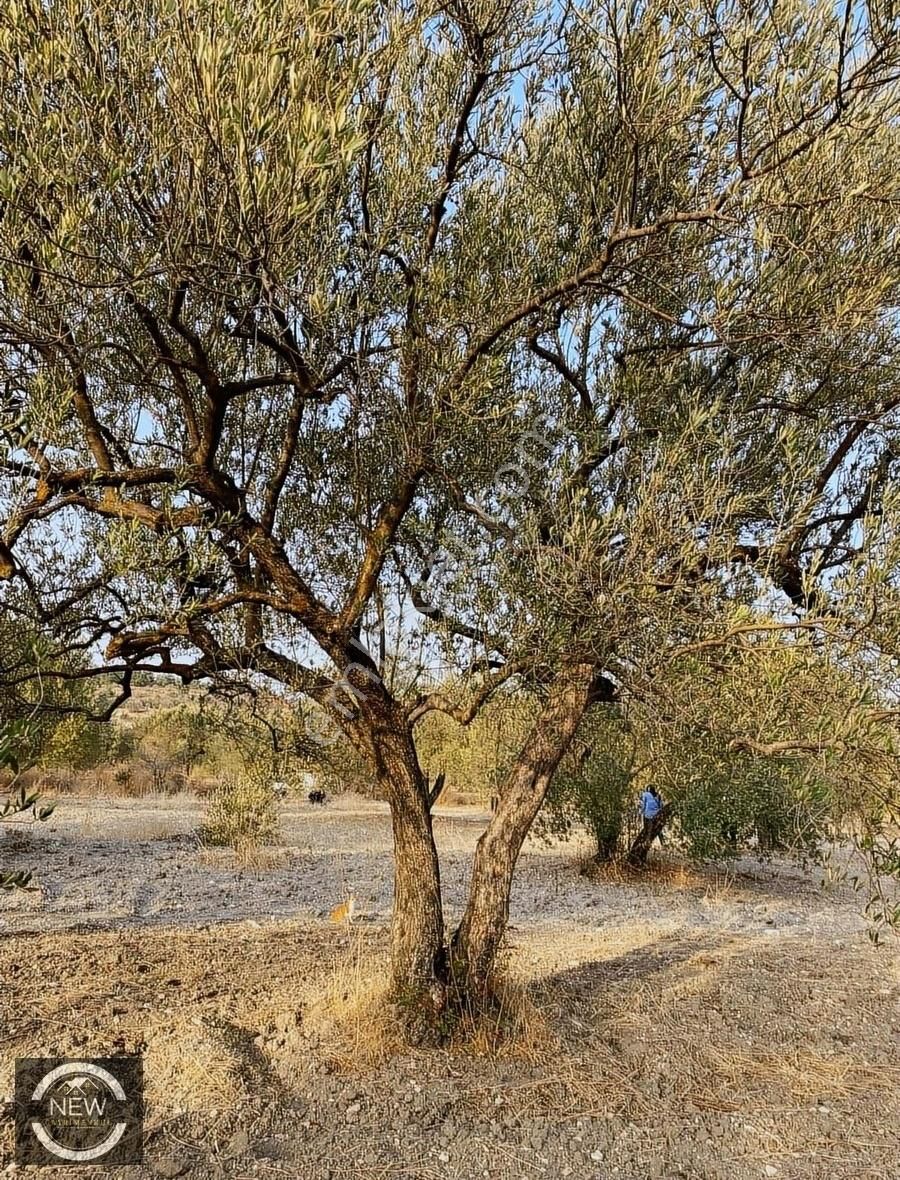 New Gyo 'dan Çavdır Köyü Kupon 1.680 M2 Satılık Zeytinlik - Görsel 2