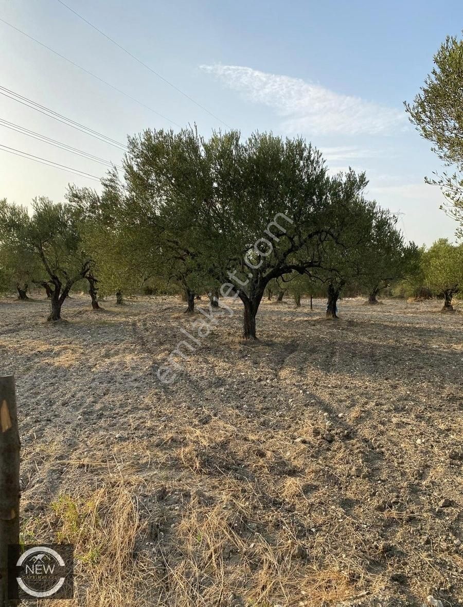 New Gyo 'dan Çavdır Köyü Kupon 1.680 M2 Satılık Zeytinlik - Görsel 8
