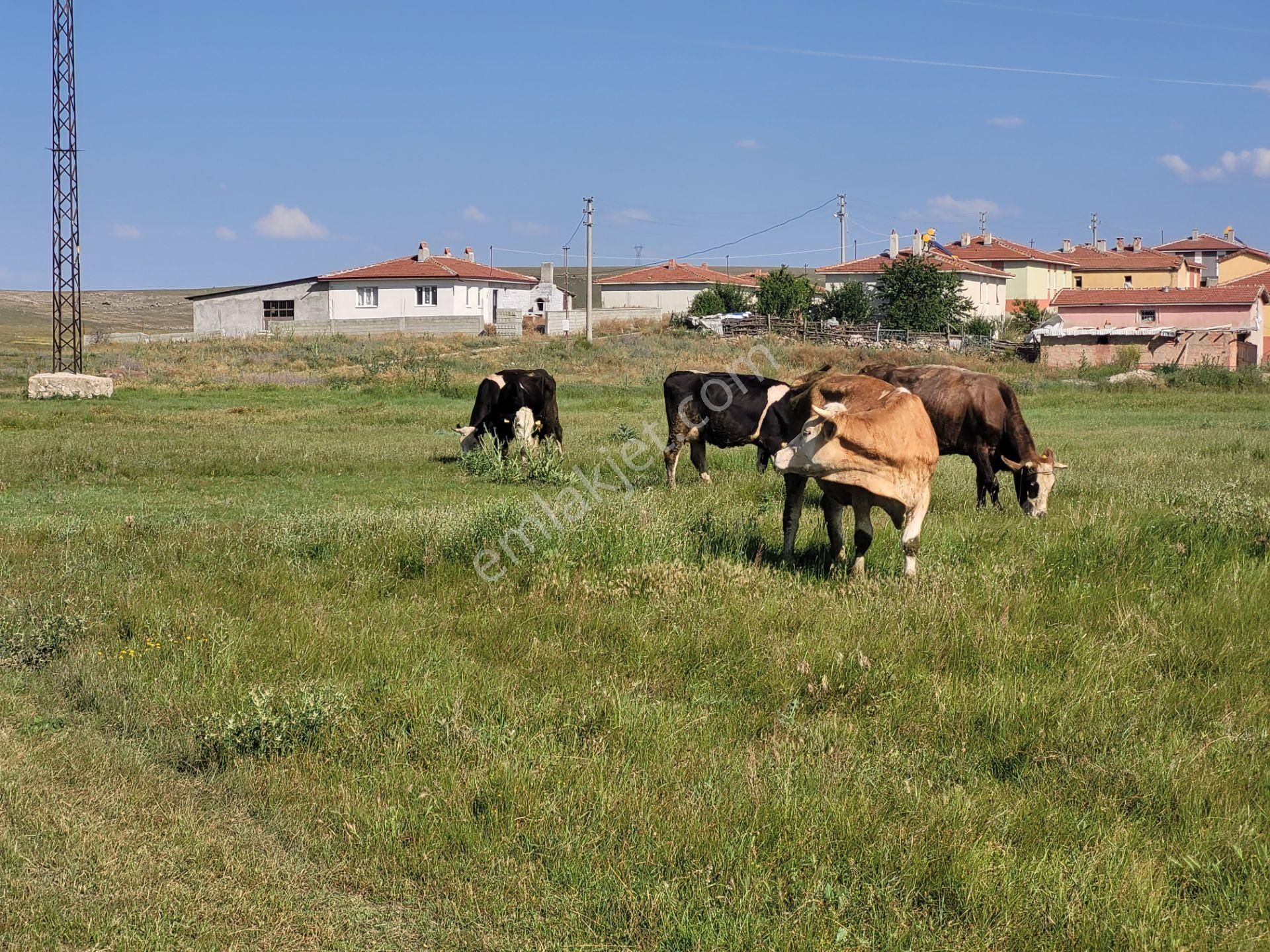 Afyonkarahisar Şuhut Satılık Çiftlik İlbey // Şuhut Seydiköyde 598 M² Alanda Tapulu Ev/depo/çiftlik