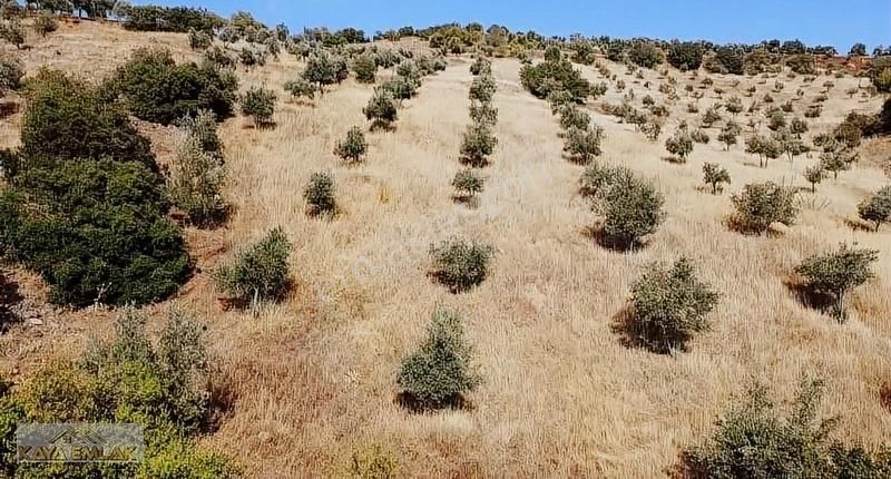 Kilis Merkez Hisar Köyü Satılık Tarla Kilis Merkez Hisarda 10 Dönüm Kupon Arazi