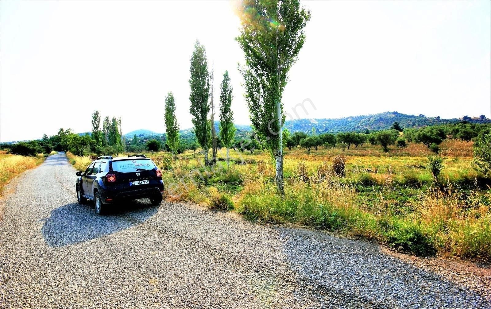 Burhaniye Pelitköy Satılık Tarla Burhaniye Pelitköy'de Anayola Cephe İçerisinde 80 Adet Zeytin Ağacı Olan Yatırımlık Satılık Tarla 🟡