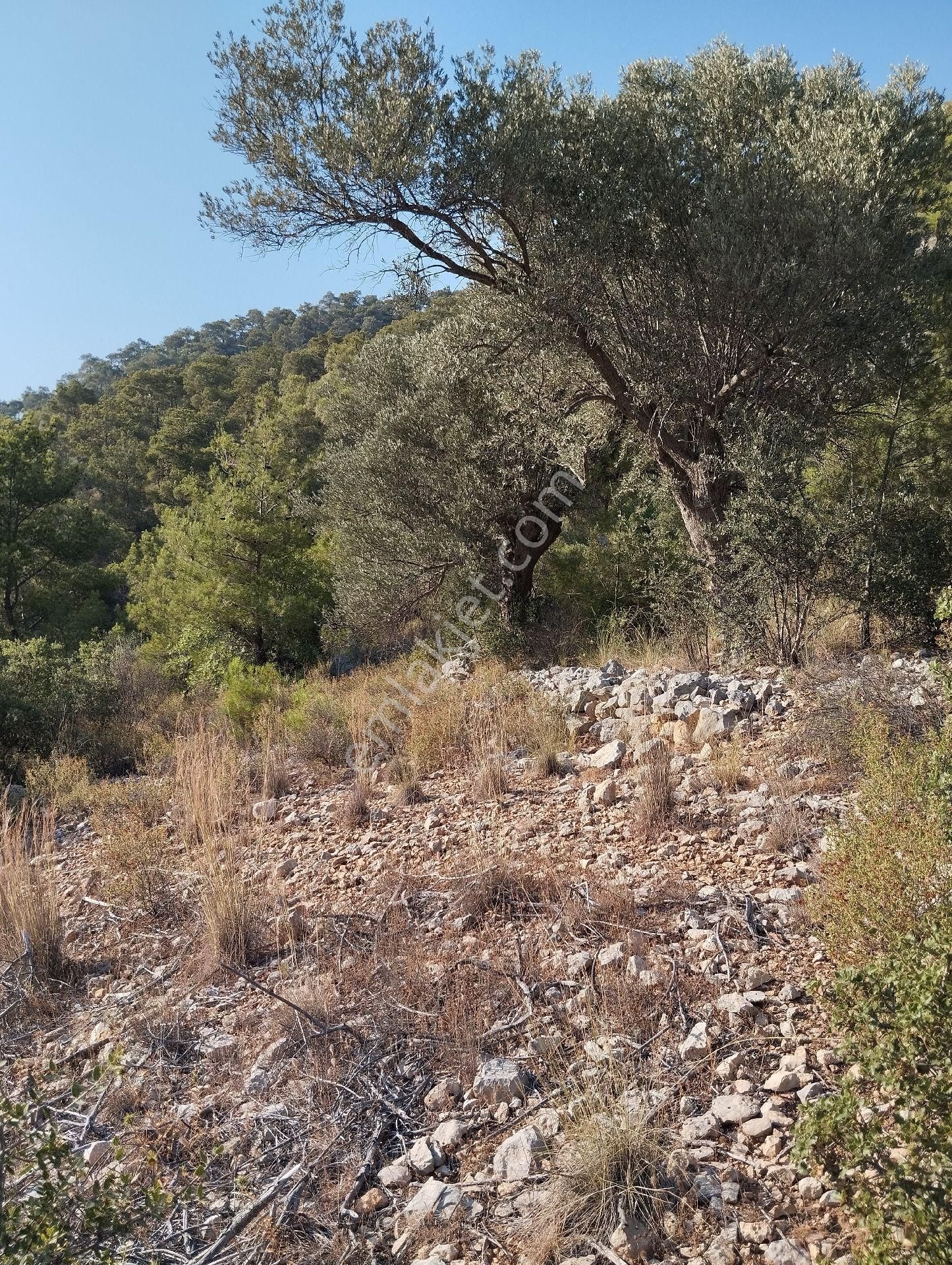 Silifke Çamlıbel Satılık Zeytinlik Sahibinden Satılık