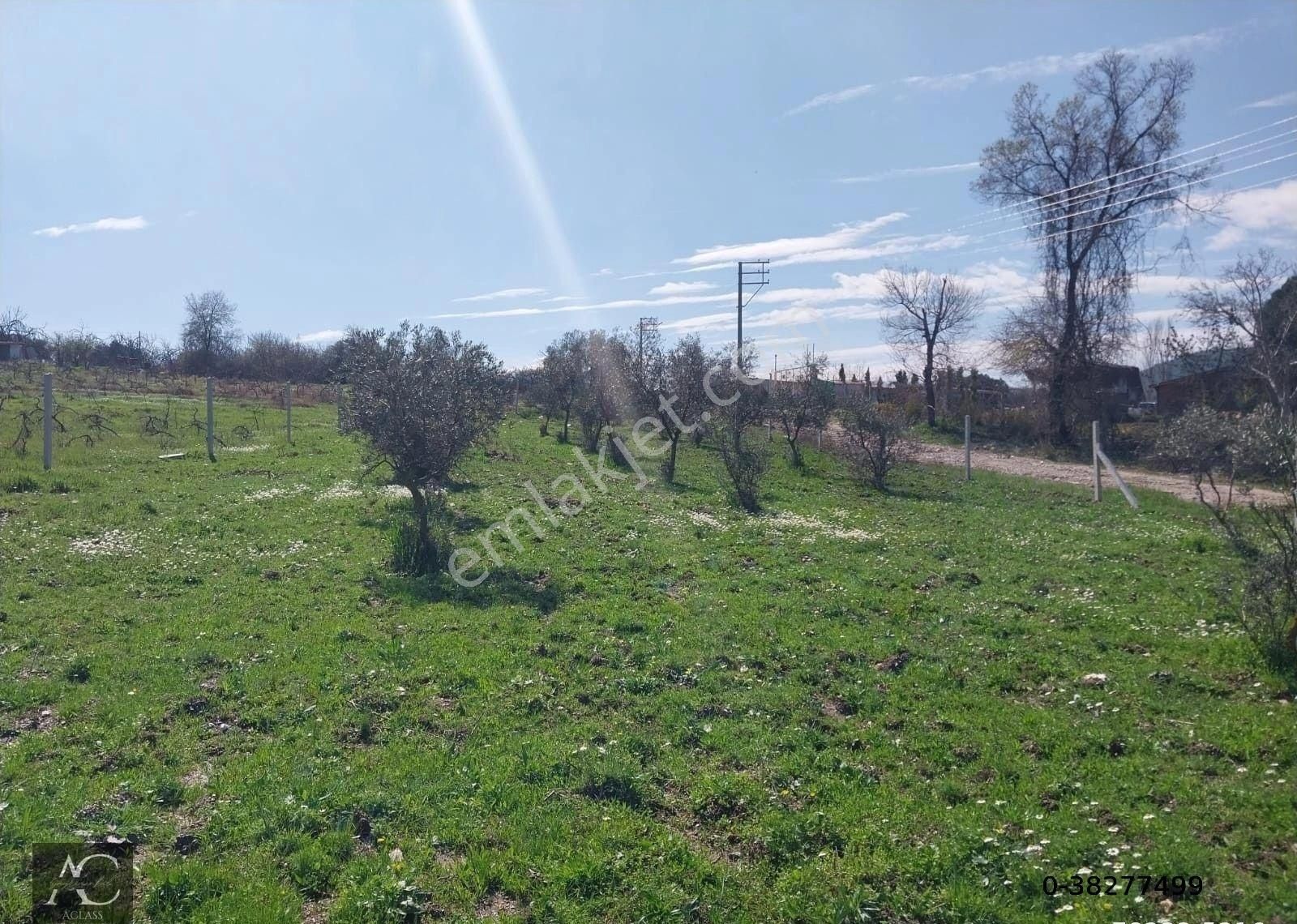 Kuşadası-yenıkoy-çınar Mevki-ana Yola 500 M -yatırımlık 1.226 M2 Fırsat Bahçe (takasa Açık)tek Tapu - Görsel 13