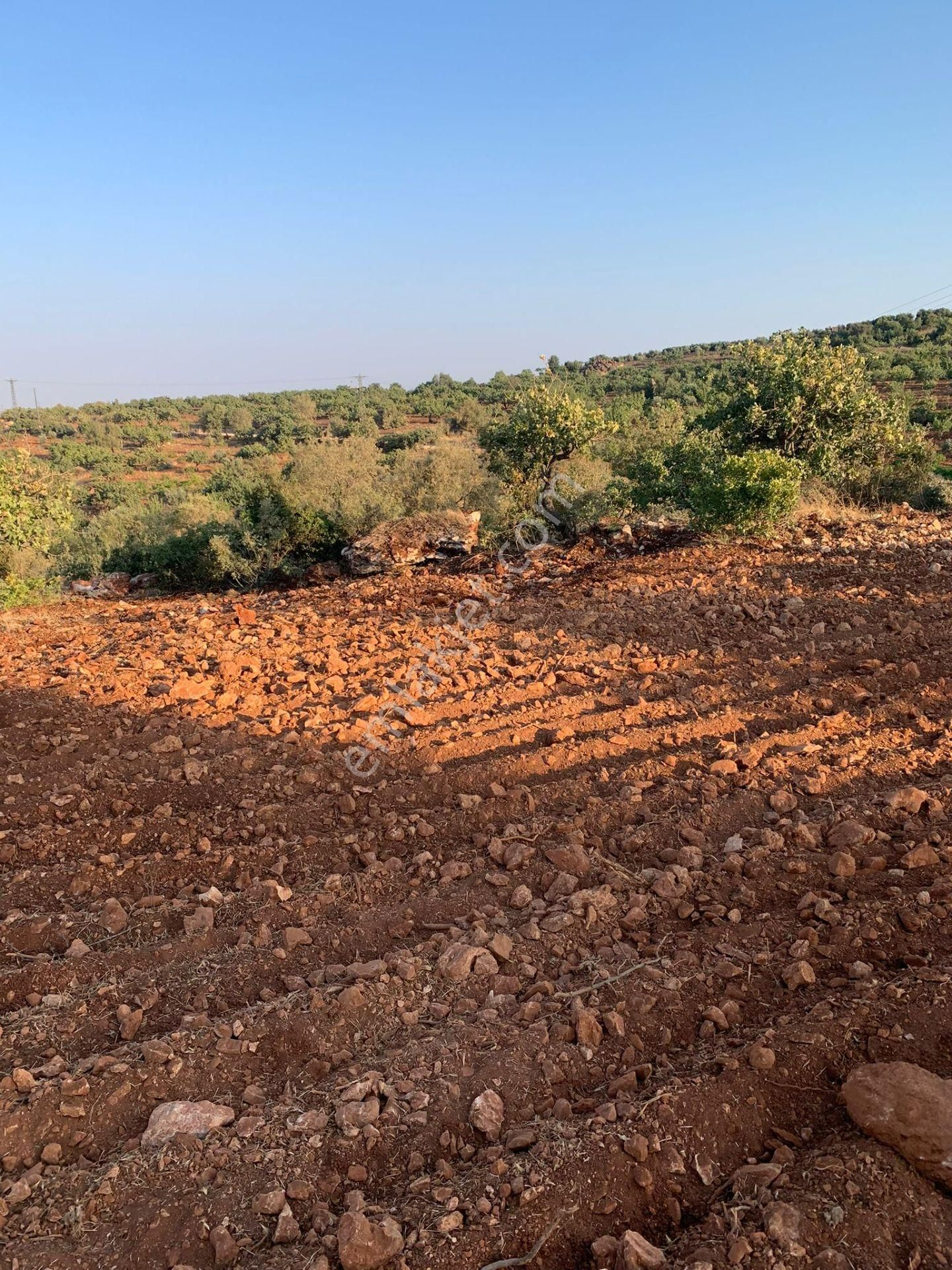 Şehitkamil İncesu Satılık Bağ & Bahçe Lokasyon777'den Tek Tapu Yatırımlık Arazi