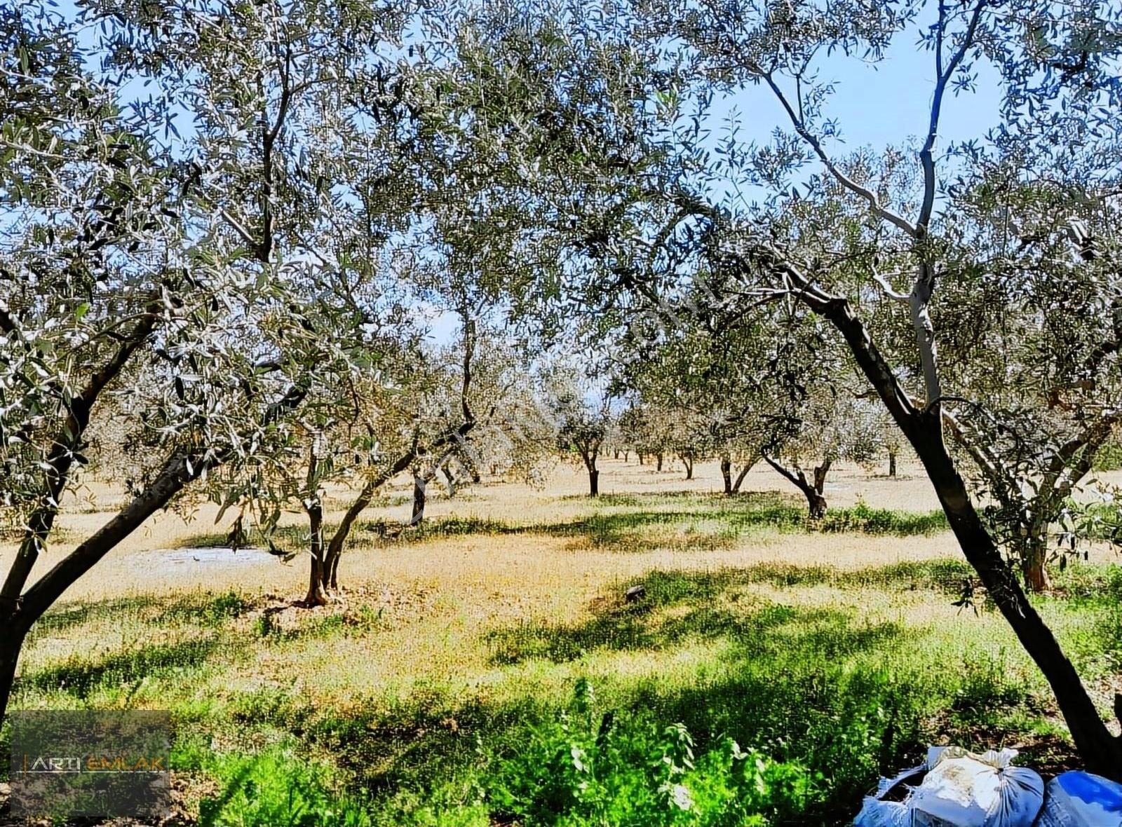 Burhaniye Börezli Satılık Tarla ▉artı'dan Burhaniye'de Mükemmel Konumda Satılık 6.000 M2 Tarla▉